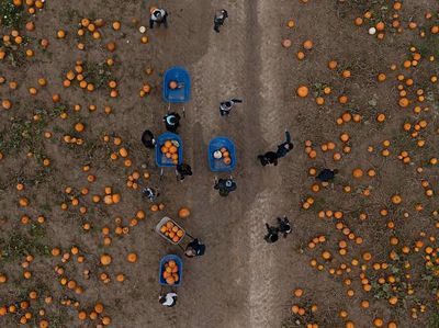 Antusias Anak-anak di Inggris Panen Labu Jelang Halloween