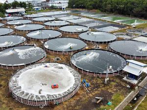 Budidaya Udang Makin Menggeliat, Ada Teknologi Baru Biar Cuan Berlipat