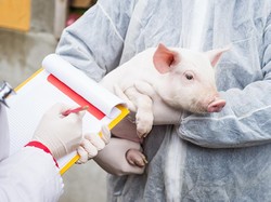 RI Dihantam Demam Babi Afrika, Ini Wanti-wanti Kemenkes Soal Daging Babi