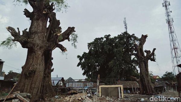 Penampakan Pohon Asam Raksasa yang Ada di Tengah Pasar Klaten
