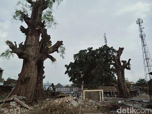 Penampakan Pohon Asam Raksasa yang Ada di Tengah Pasar Klaten