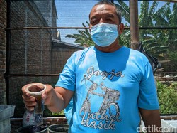 Wow! Pupuk dari Urine Kelinci Bisa Cuan Rp 20 Juta, Bagus untuk Porang