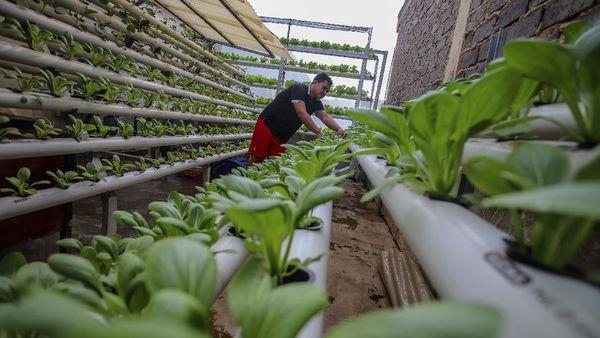 Raup Cuan dari Budi Daya Sayuran di Halaman Rumah