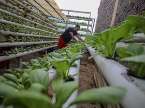 Raup Cuan dari Budi Daya Sayuran di Halaman Rumah