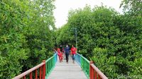 Intip Taman Wisata Mangrove Pertama di Papua