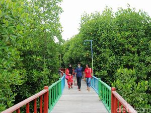 Intip Taman Wisata Mangrove Pertama di Papua Intip Taman Wisata Mangrove Pertama di Papua