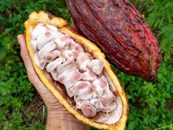 Bukan dari Biji Cokelat, Minuman Ini Dibuat dari Buah Cokelat