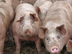 Makan Babi Haram, Apakah Menyentuhnya Juga Haram?