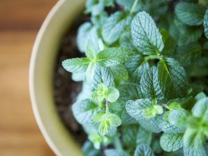 Atasi Sakit Tenggorokan dengan 2 Bahan Herbal dan Cara Buatnya Atasi Sakit Tenggorokan dengan 2 Bahan Herbal dan Cara Buatnya