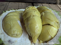 Creamy Legit! Durian Mentega dari Gunung Semeru yang Masak Pohon