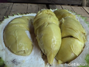 Creamy Legit! Durian Mentega dari Gunung Semeru yang Masak Pohon Creamy Legit! Durian Mentega dari Gunung Semeru yang Masak Pohon