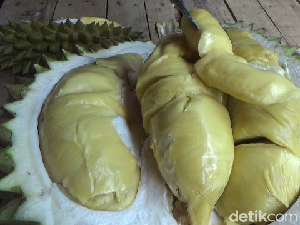Creamy Legit Durian Mentega Khas Lereng Gunung Semeru Creamy Legit Durian Mentega Khas Lereng Gunung Semeru