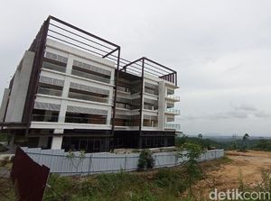 Menyelisik Mitos Tumbangnya Pohon Kiara Penjaga Riwayat di Pangandaran