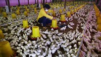 Peternak Teriak Rugi Ratusan Juta Gegara Harga Ayam di Kandang Anjlok