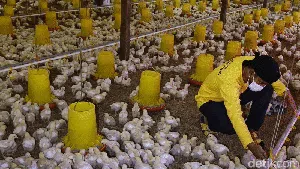 Mantan Gurandil Beternak Ayam Dapat Cuan Ratusan Juta