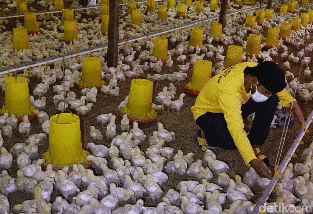 Mantan Gurandil Beternak Ayam Dapat Cuan Ratusan Juta