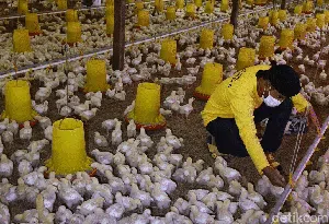 Mantan Gurandil Beternak Ayam Dapat Cuan Ratusan Juta Mantan Gurandil Beternak Ayam Dapat Cuan Ratusan Juta
