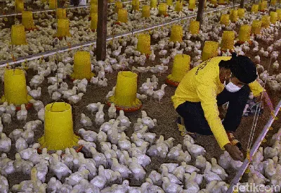 Mantan Gurandil Beternak Ayam Dapat Cuan Ratusan Juta