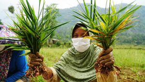 Melihat Panen Jahe Merah di Banten
