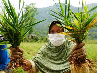 Melihat Panen Jahe Merah di Banten