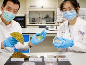Keren! Ilmuwan Singapura Sulap Sampah Durian Jadi Plester Luka Keren! Ilmuwan Singapura Sulap Sampah Durian Jadi Plester Luka