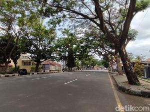 Rawan Tumbang, Pohon Trembesi di Pinggir Jalan Ciamis Akan Diganti