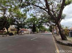 Rawan Tumbang, Pohon Trembesi di Pinggir Jalan Ciamis Akan Diganti