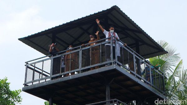 Sandiaga Kunjungi Taman Mangrove Pertama di Papua