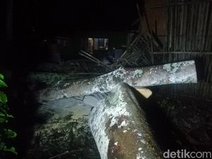 Pohon Besar Tumbang Timpa 2 Rumah Warga di Sumedang