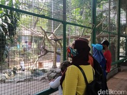 Ini Aturan Baru Wisata di Taman Margasatwa Ragunan