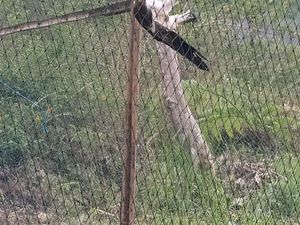 Kabar Gembira! TNG Ciremai Bakal Kedatangan 4 Elang dan 3 Kucing Hutan Kabar Gembira! TNG Ciremai Bakal Kedatangan 4 Elang dan 3 Kucing Hutan