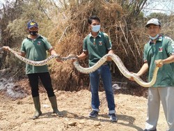 Ular Piton 5 Meter yang Teror Warga Perumahan di Lamongan Ditangkap