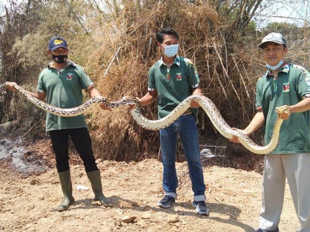 Ular Piton 5 Meter yang Teror Warga Perumahan di Lamongan Ditangkap Ular Piton 5 Meter yang Teror Warga Perumahan di Lamongan Ditangkap