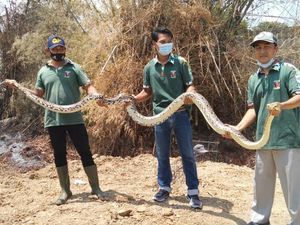 Ular Piton 5 Meter yang Teror Warga Perumahan di Lamongan Ditangkap Ular Piton 5 Meter yang Teror Warga Perumahan di Lamongan Ditangkap