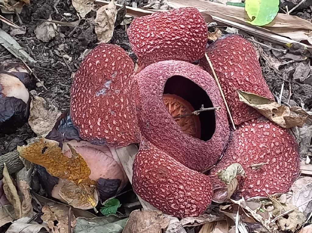 Bunga Rafflesia yang Langka Ditemukan di Pinggir Kota Banyuwangi