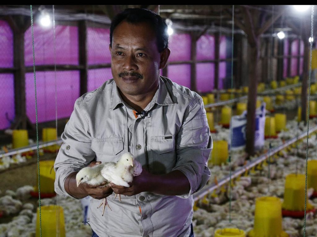 Cuan Ratusan Juta dari Ternak Ayam, Eks Gurandil: Hidup Lebih Barokah!