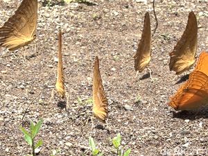 Menengok Musim Kawin Kupu-Kupu di Bantimurung Maros