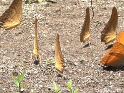 Menengok Musim Kawin Kupu-Kupu di Bantimurung Maros