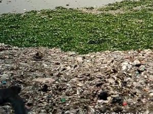 Jorok, Sampah Numpuk di Waduk Pluit Selatan Jorok, Sampah Numpuk di Waduk Pluit Selatan