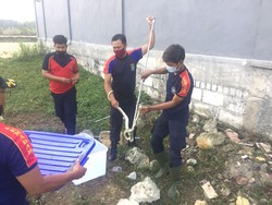 Warga Lamongan Kaget Temukan Sarang Ular Kobra Saat Bersih-bersih