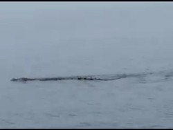 Ngeri, Warga di Sulbar Asyik Berenang di Pantai Digegerkan Kemunculan Buaya