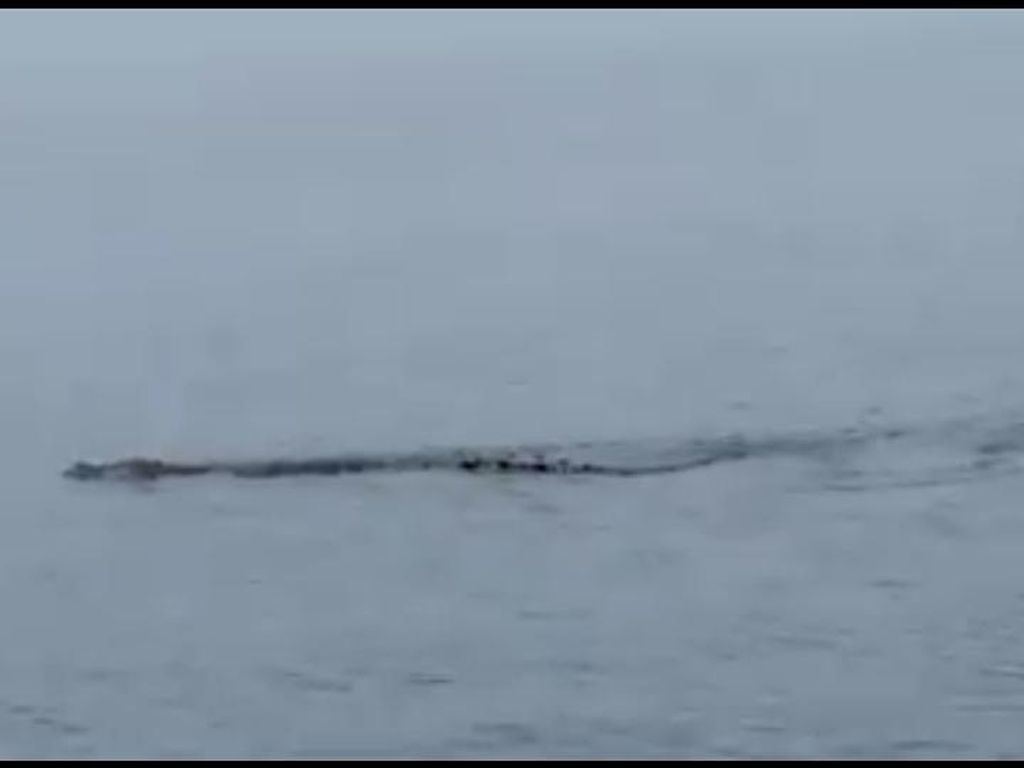 Ngeri, Warga di Sulbar Asyik Berenang di Pantai Digegerkan Kemunculan Buaya