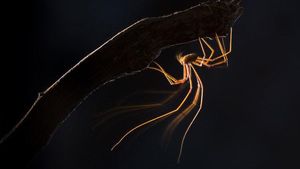 Foto Jawara Kontes Close-up Photographer 2021 Bikin Mata Terkesima