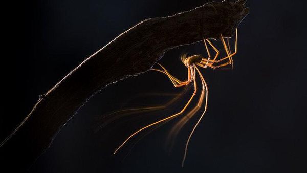 Foto Jawara Kontes Close-up Photographer 2021 Bikin Mata Terkesima