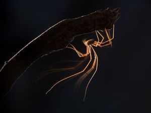 Foto Jawara Kontes Close-up Photographer 2021 Bikin Mata Terkesima