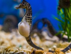 Bukan Betinanya, Ini Alasan Kuda Laut Jantan Justru yang Hamil & Melahirkan