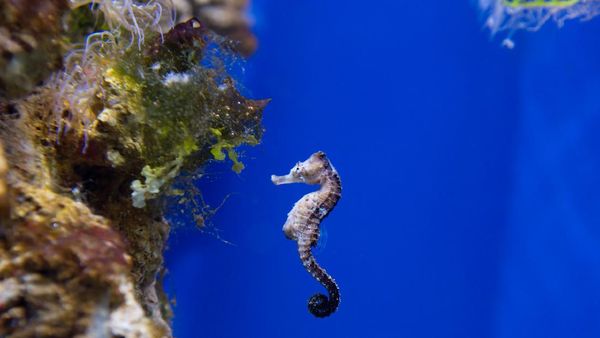 Fakta Menarik tentang Kuda Laut