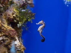 Mengapa Kuda Laut Jantan yang Melahirkan Alih-alih Betinanya? Cek Faktanya!