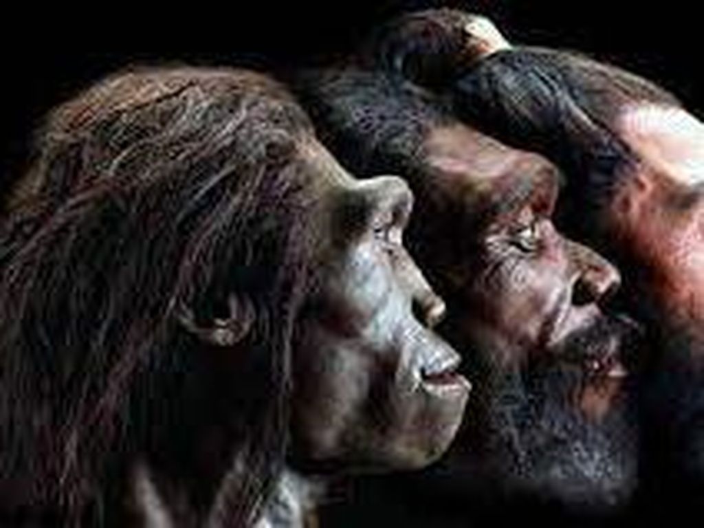 Seperti Apa Ya Evolusi Rambut Manusia Purba? Ini Studinya