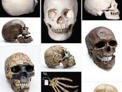 Sejarah Penemuan Manusia Purba dan Jenis-jenisnya di Indonesia